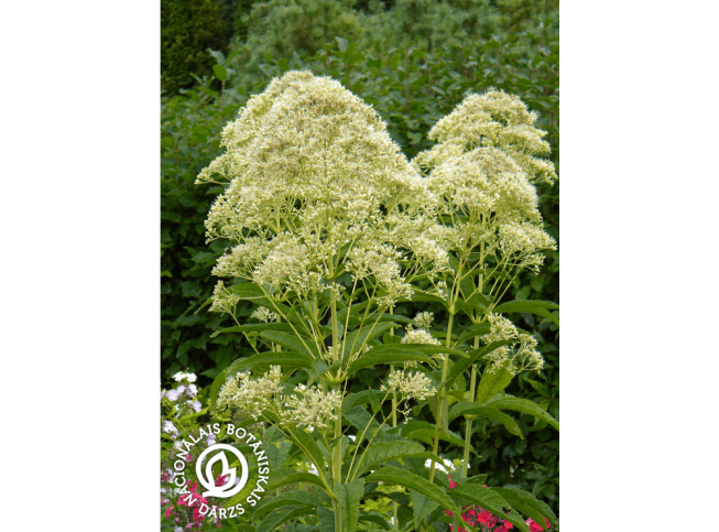 Eupatorium fistulosum f. albidum   'Ivory Towers'